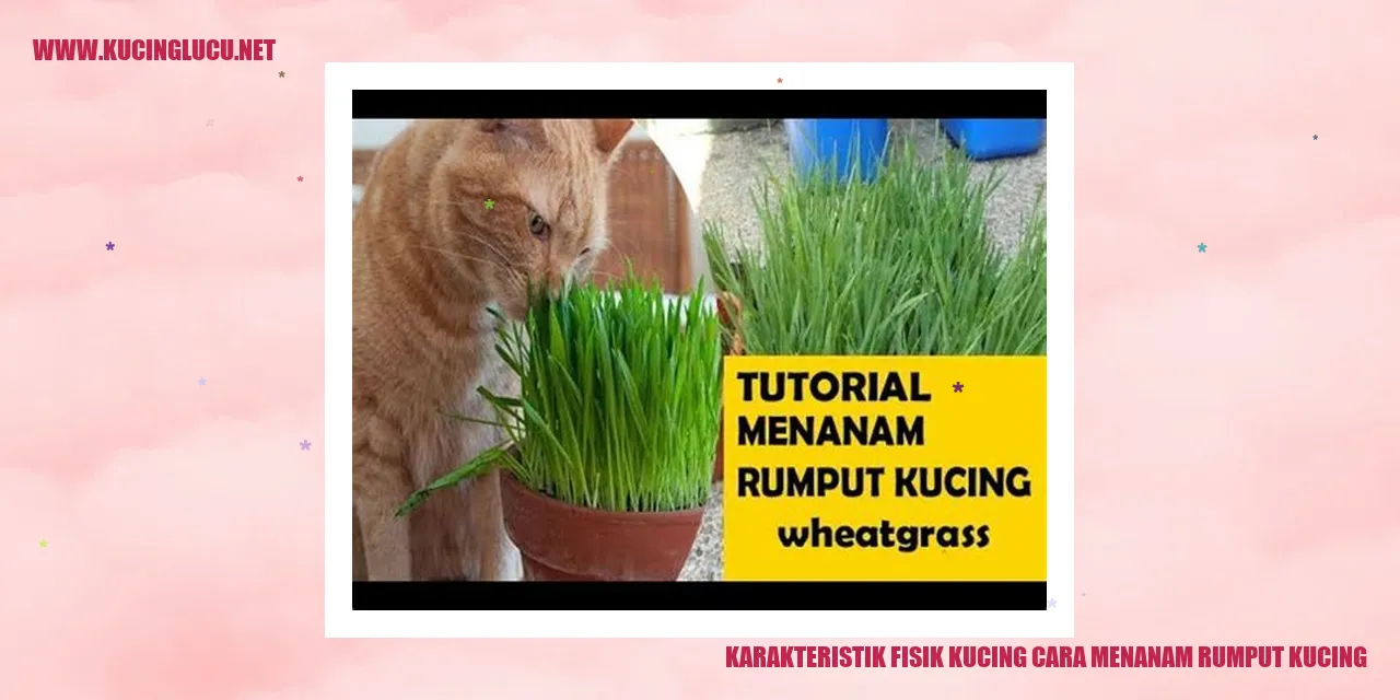 Karakteristik Fisik Kucing dan Menanam Rumput Kucing