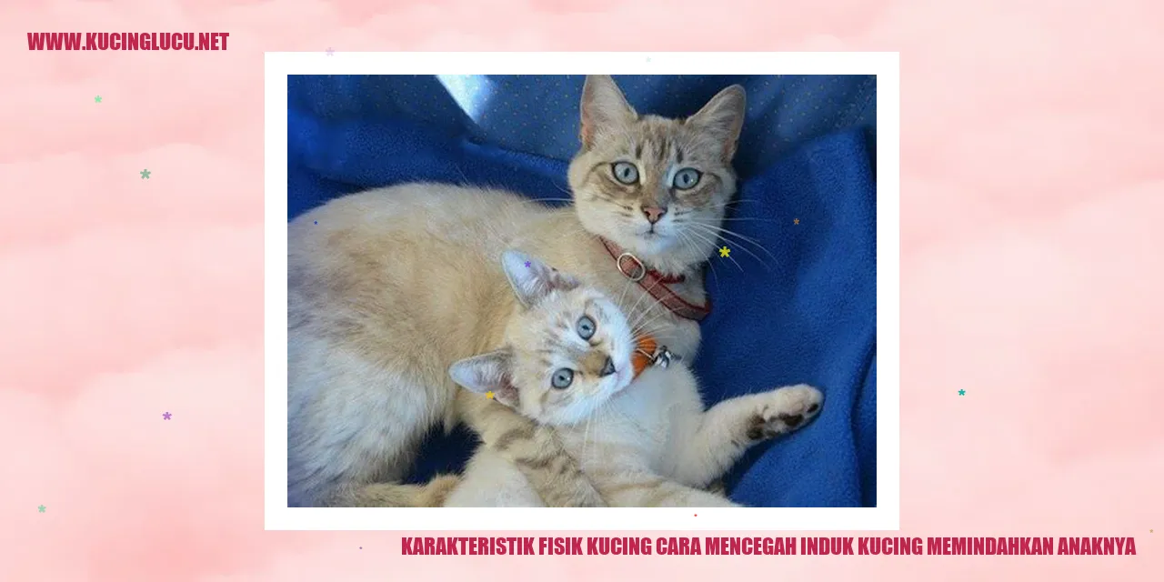 Karakteristik Fisik Kucing