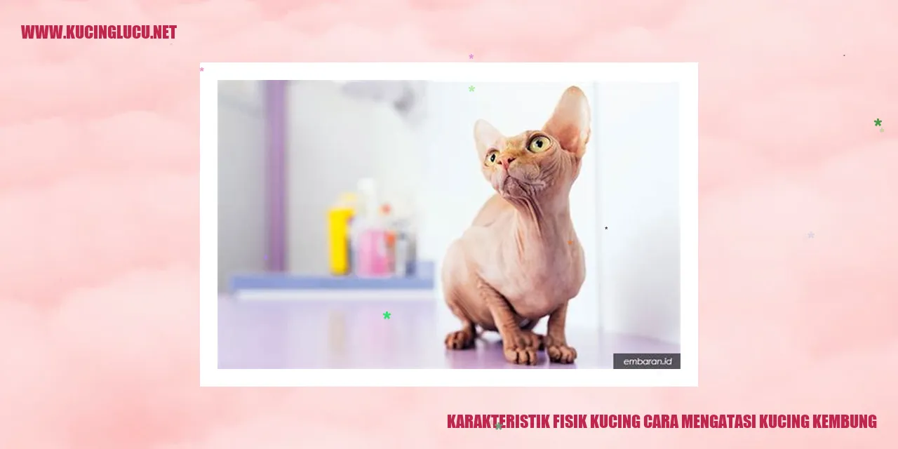 Karakteristik Fisik Kucing cara mengatasi kucing kembung
