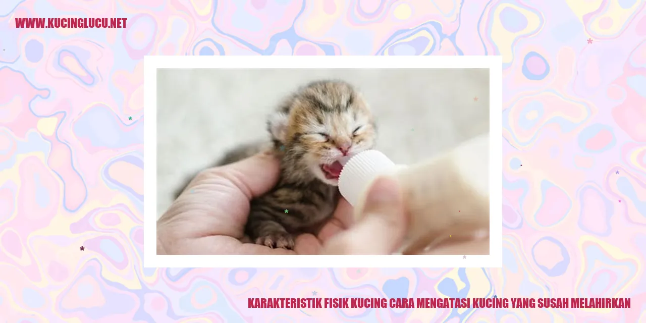 Karakteristik Fisik Kucing dan Solusi bagi Kucing yang Mengalami Kesulitan dalam Melahirkan