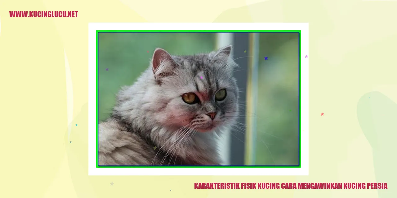 Gambar Kucing Persia