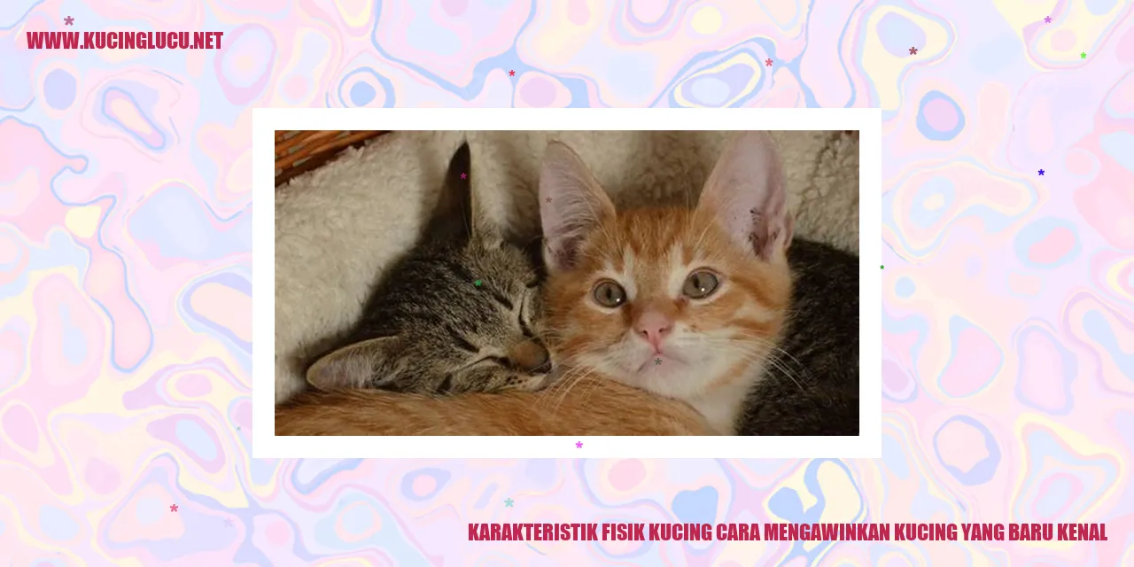 Kucing Mengawinkan