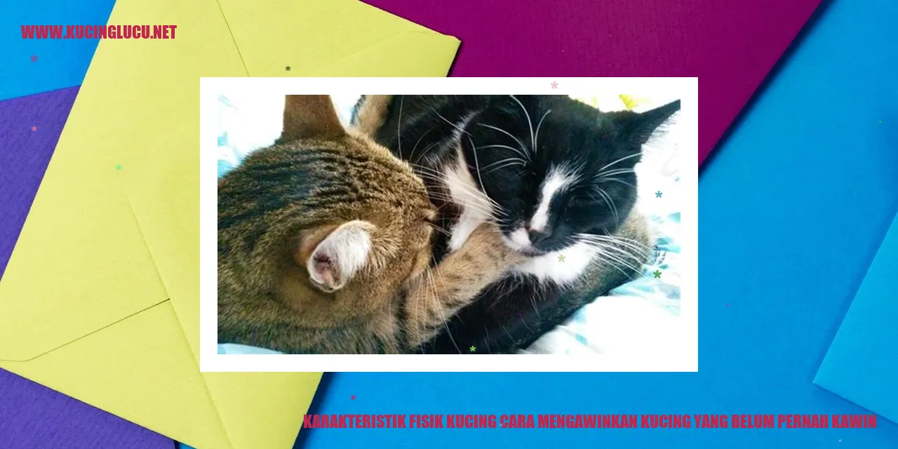 Gambar Kucing