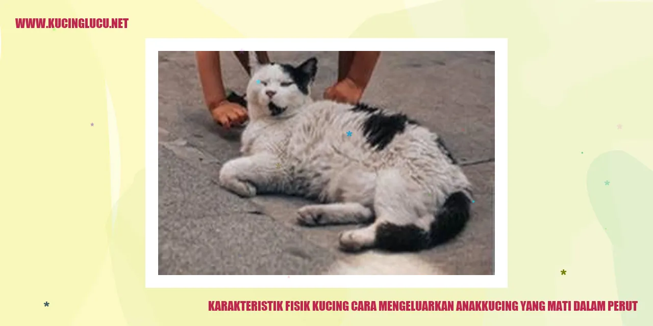 gambar kucing