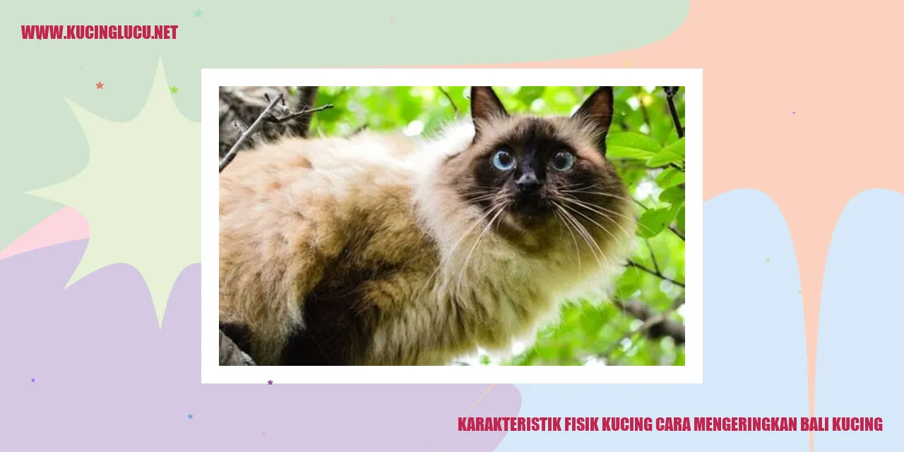Gambar Kucing