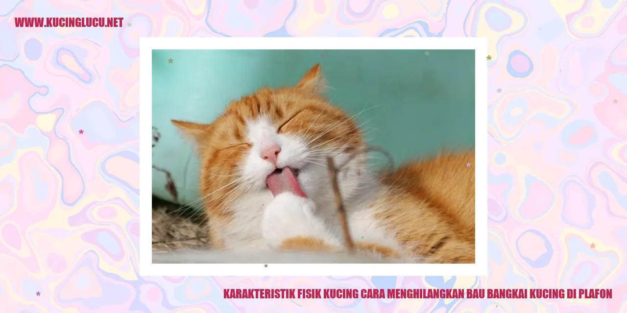 Ilustrasi Kucing