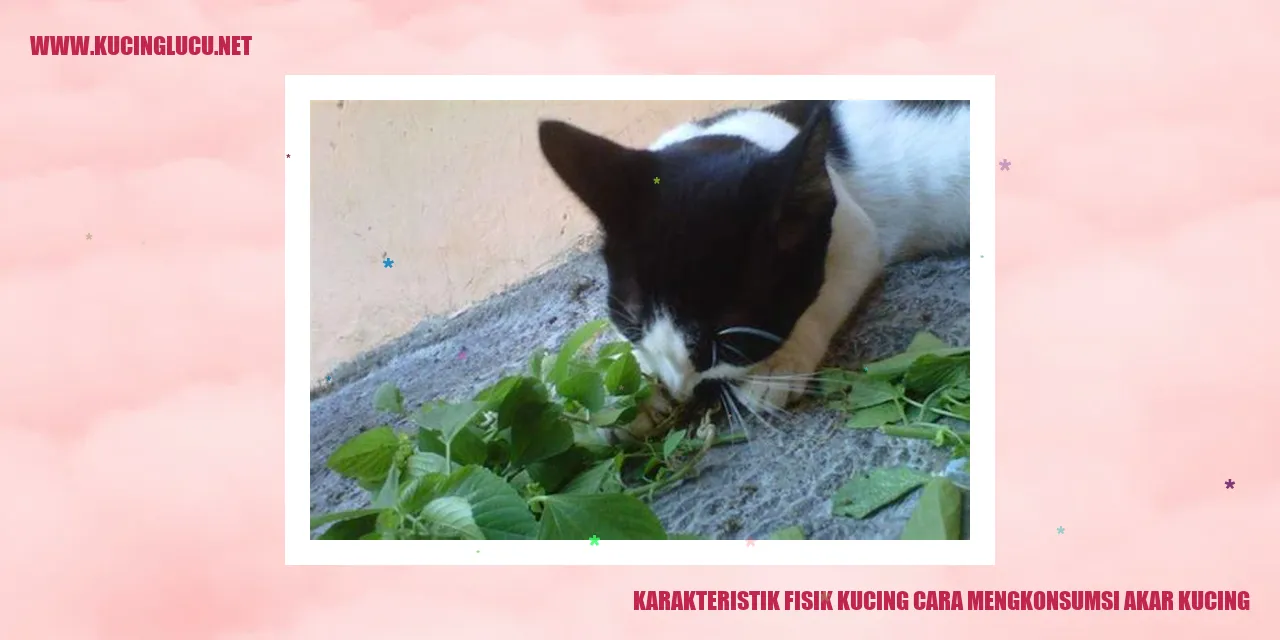 gambar kucing