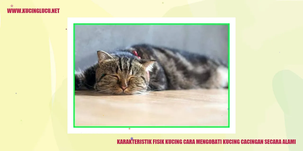 Kucing dengan Karakteristik Unik
