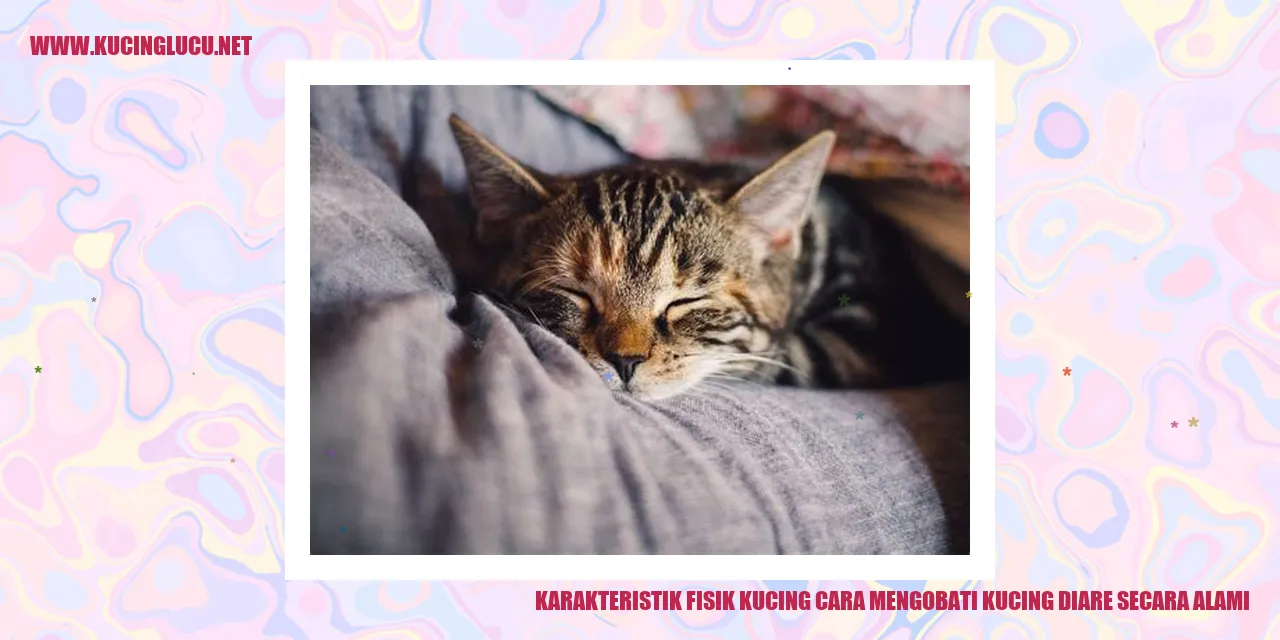 Karakteristik Fisik Kucing dan Solusi Alami Mengatasi Diare Kucing