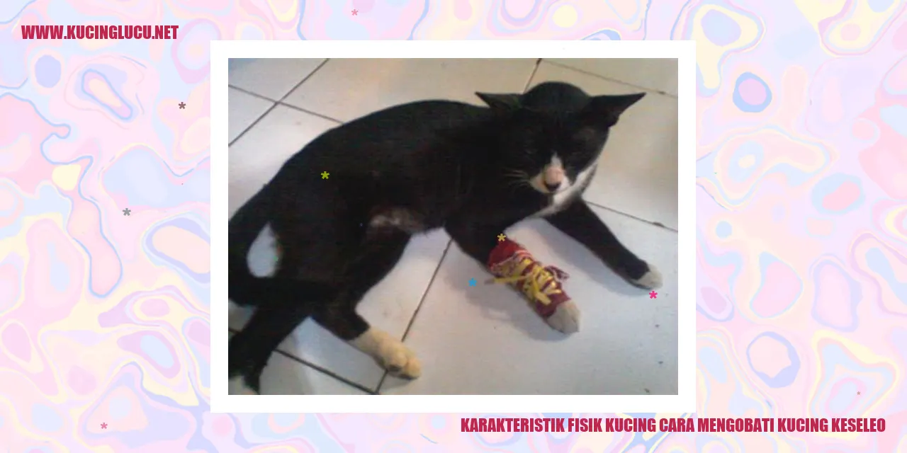 Gambar Kucing