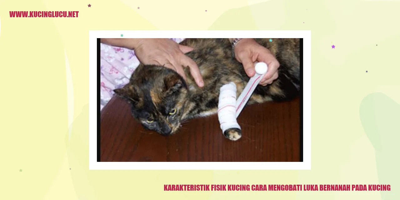 Karakteristik Fisik Kucing dan Tips Mengatasi Luka Bernanah pada Kucing
