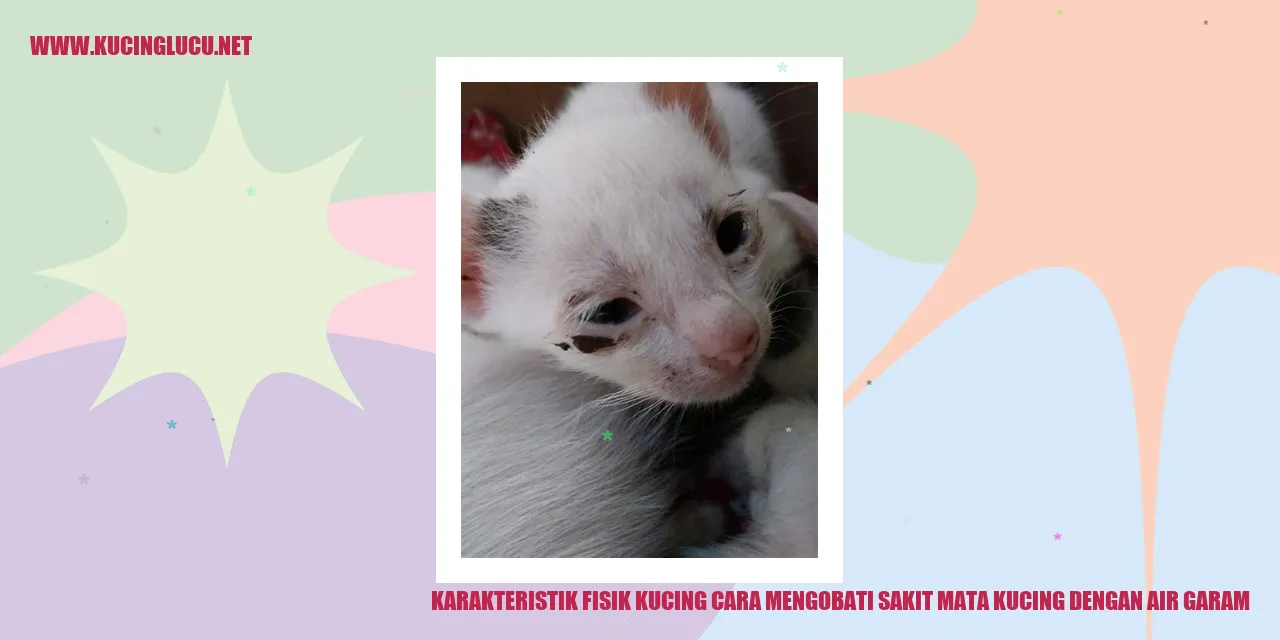 Seekor Kucing yang Menggemaskan