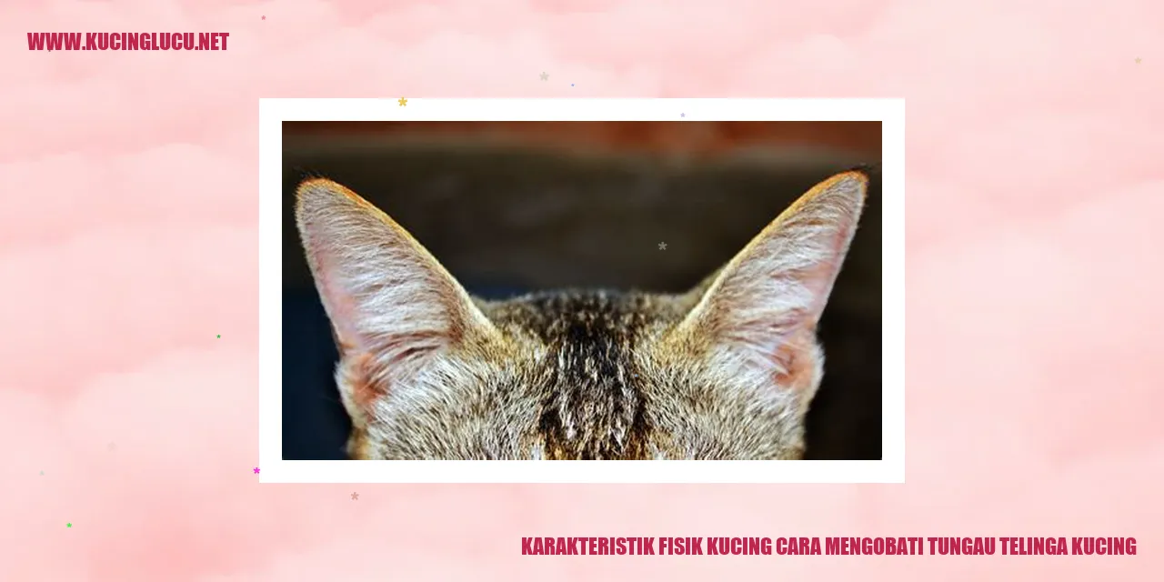 Gambar Kucing yang Menggemaskan