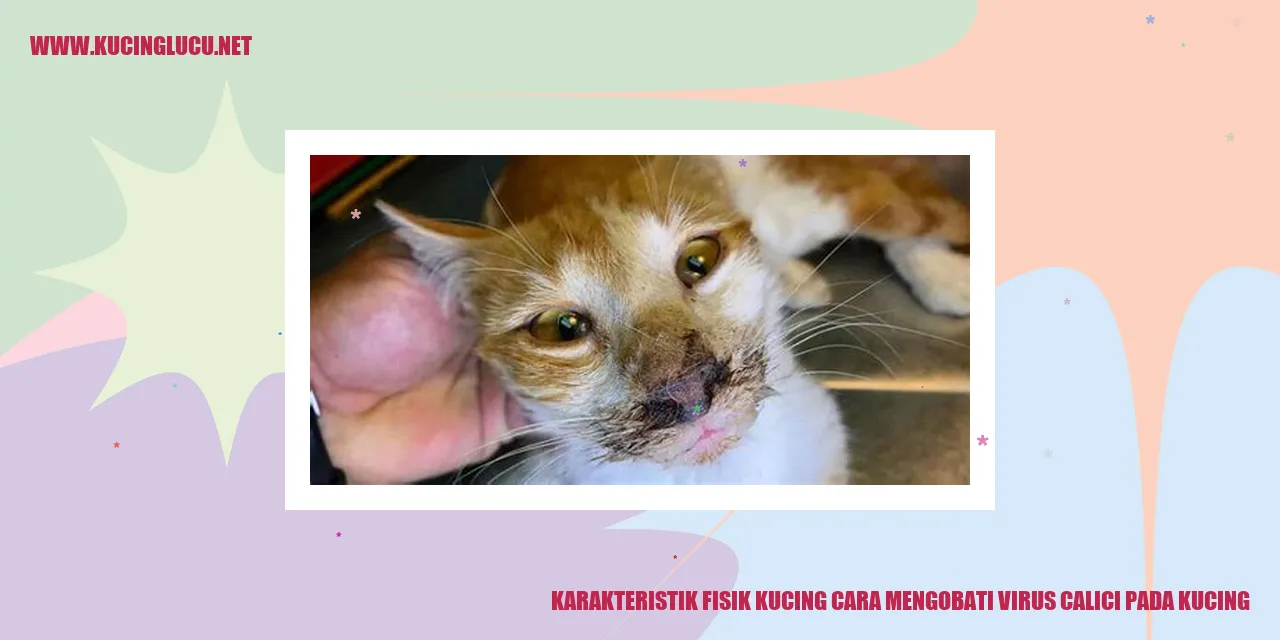 gambar kucing