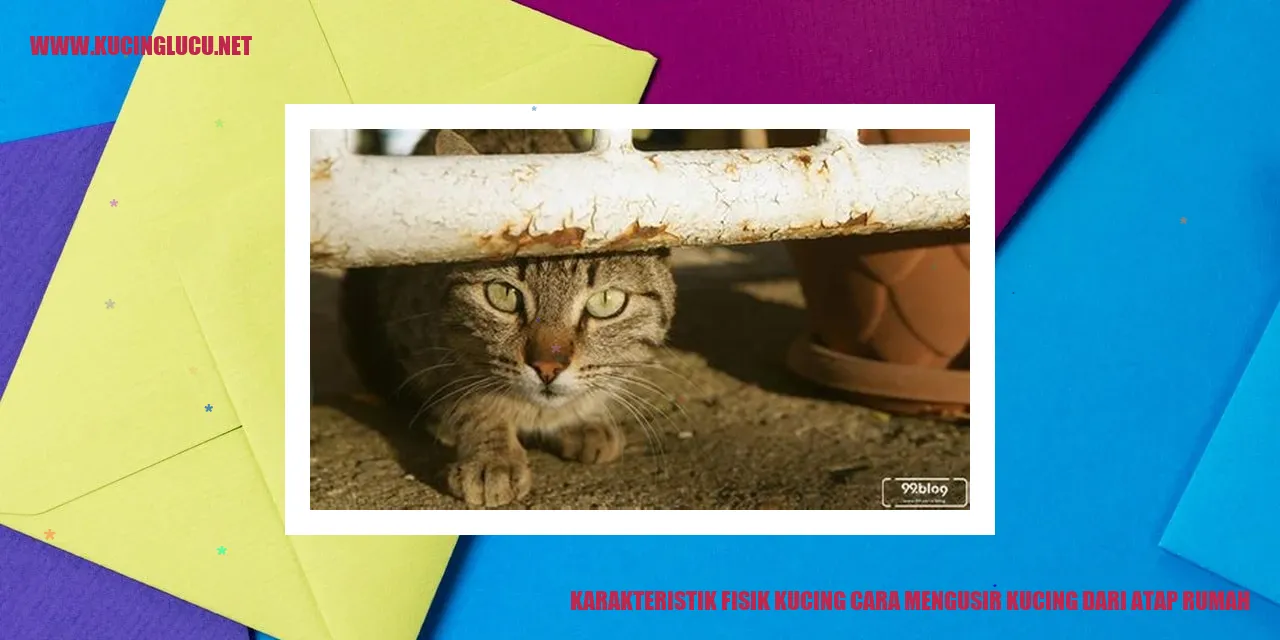 Karakteristik Fisik Kucing