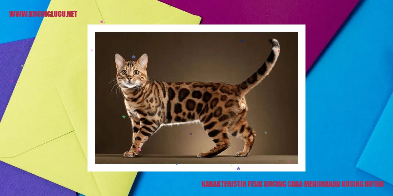 Gambar Kucing Hutan