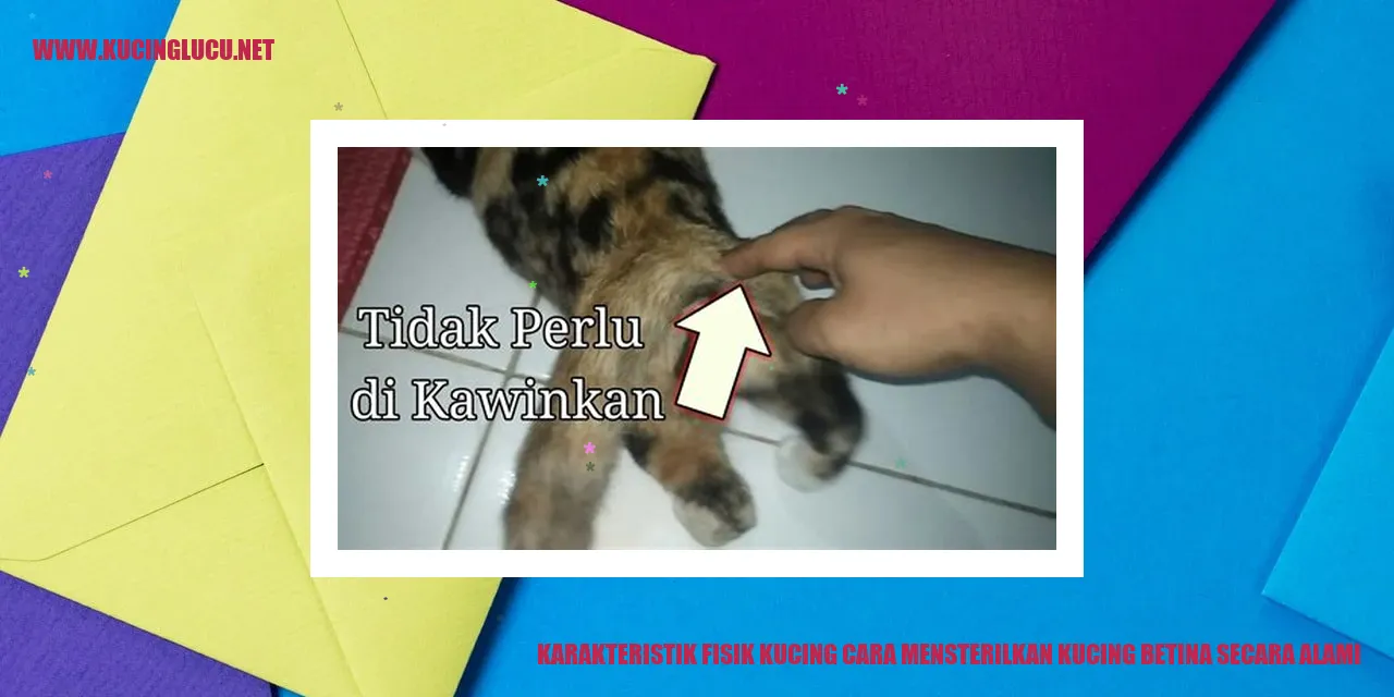 Karakteristik Fisik Kucing dan Cara Mensterilkan Kucing Betina Secara Alami