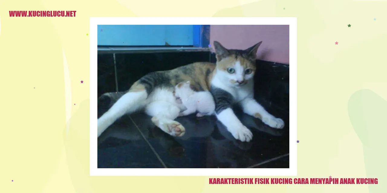 Karakteristik Fisik Kucing cara menyapih anak kucing