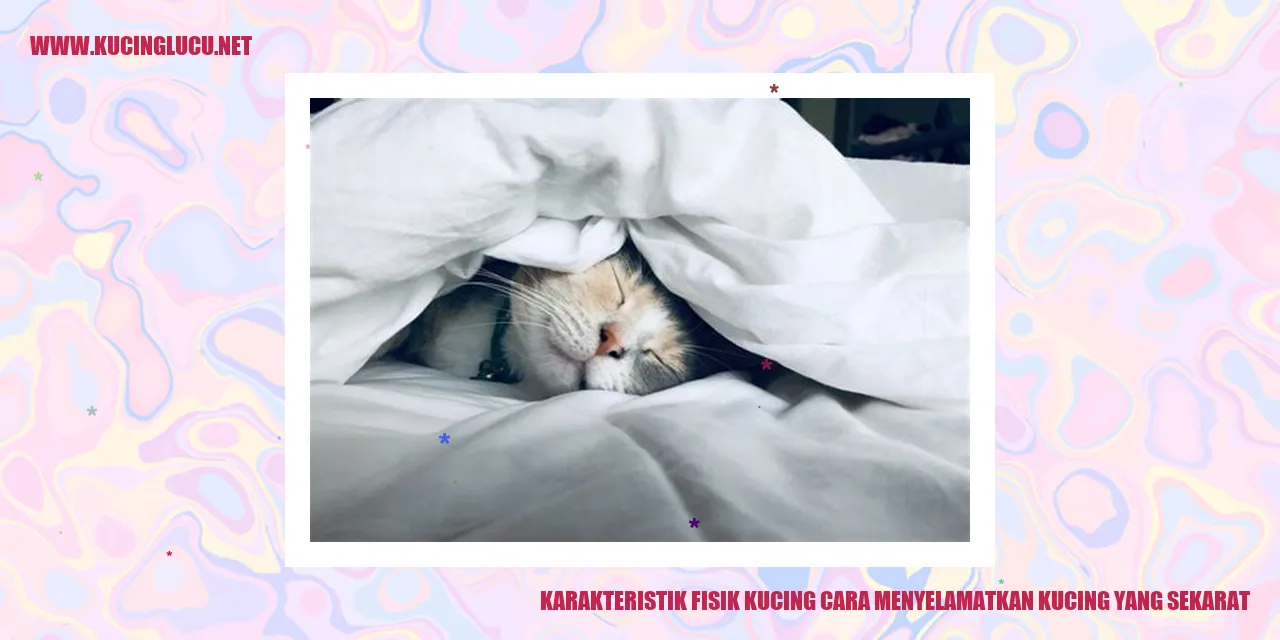 Karakteristik Fisik Kucing
