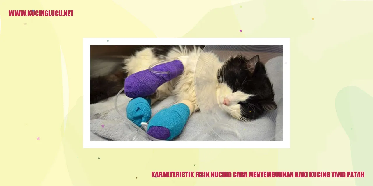 Karakteristik Fisik Kucing dan Cara Menyembuhkan Kaki Kucing yang Patah