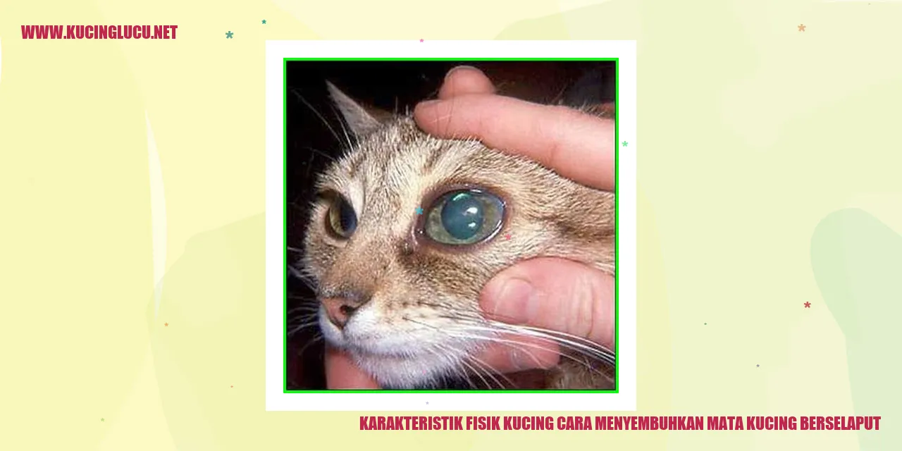 Gambar kucing yang memiliki selaput mata
