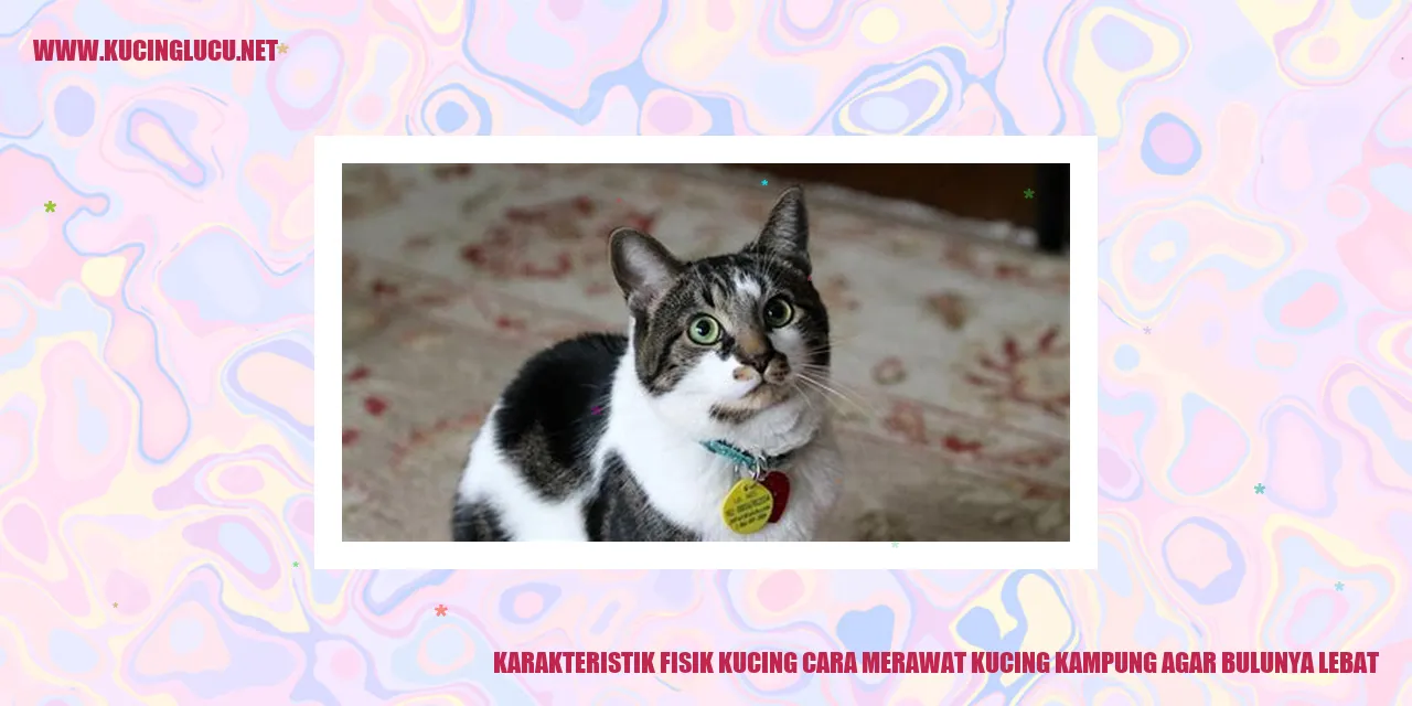 Karakteristik Fisik Kucing cara merawat kucing kampung agar bulunya lebat