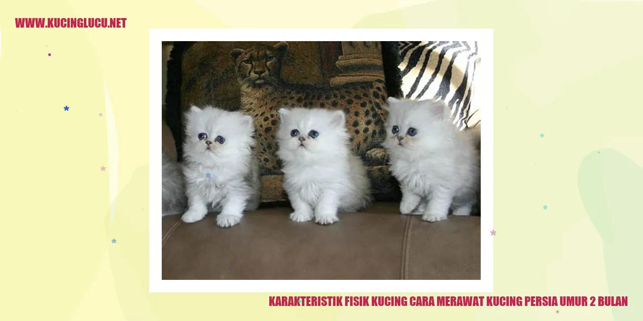 Karakteristik Fisik Kucing Persia Umur 2 Bulan