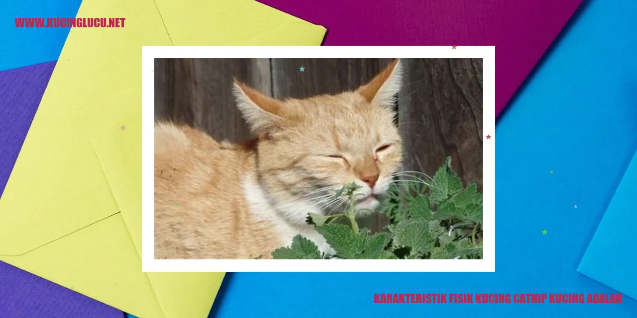 Karakteristik Fisik Kucing Catnip