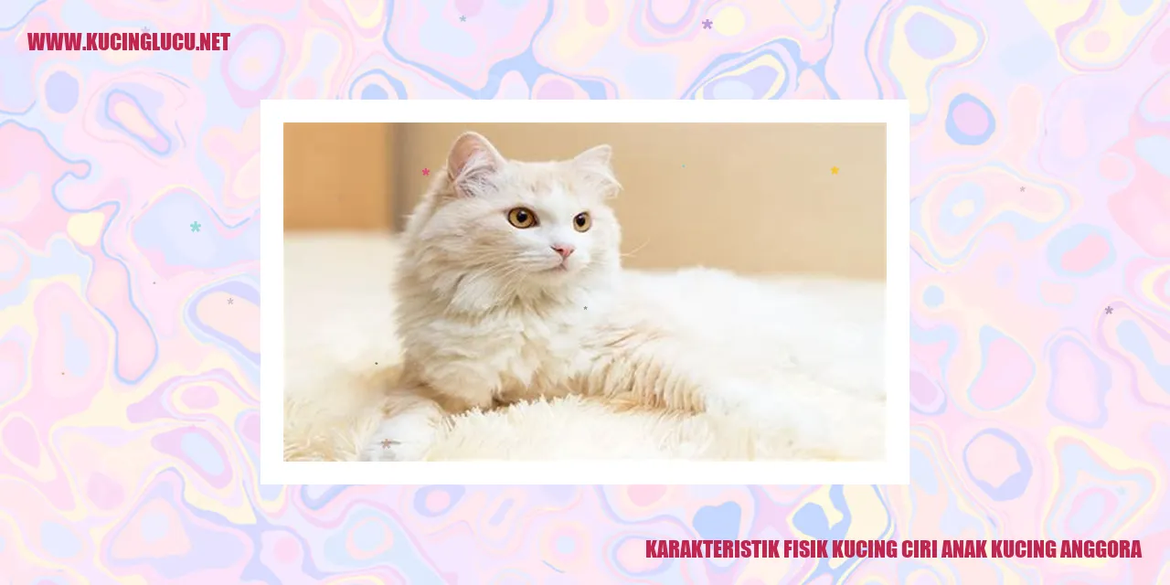 gambar kucing anggora