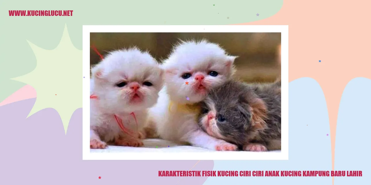 Gambar Anak Kucing Baru Lahir