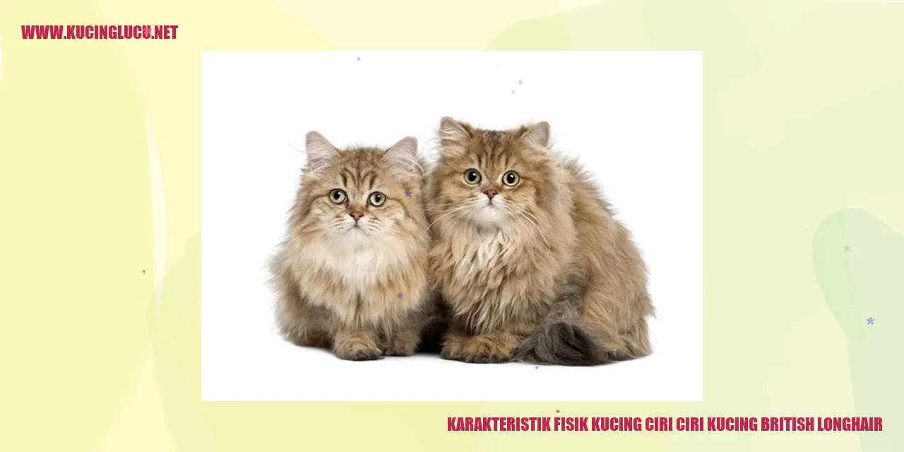 Karakteristik Fisik Kucing ciri ciri kucing british longhair