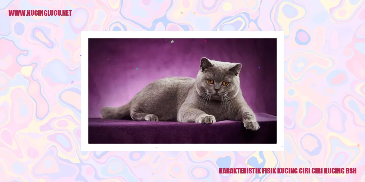 Kucing British Shorthair