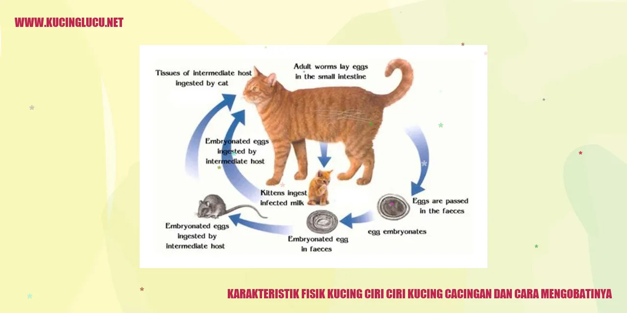 Karakteristik Fisik Kucing dan Ciri-ciri Kucing Cacingan serta Cara Mengobatinya