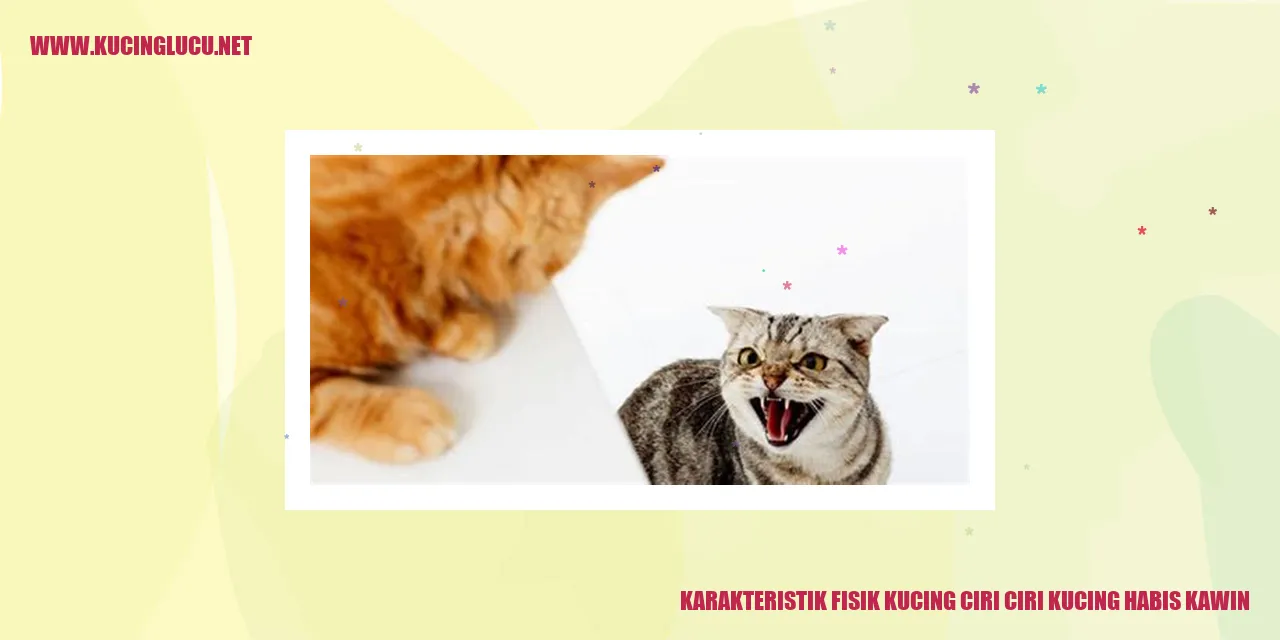 gambar ciri fisik kucing setelah kawin