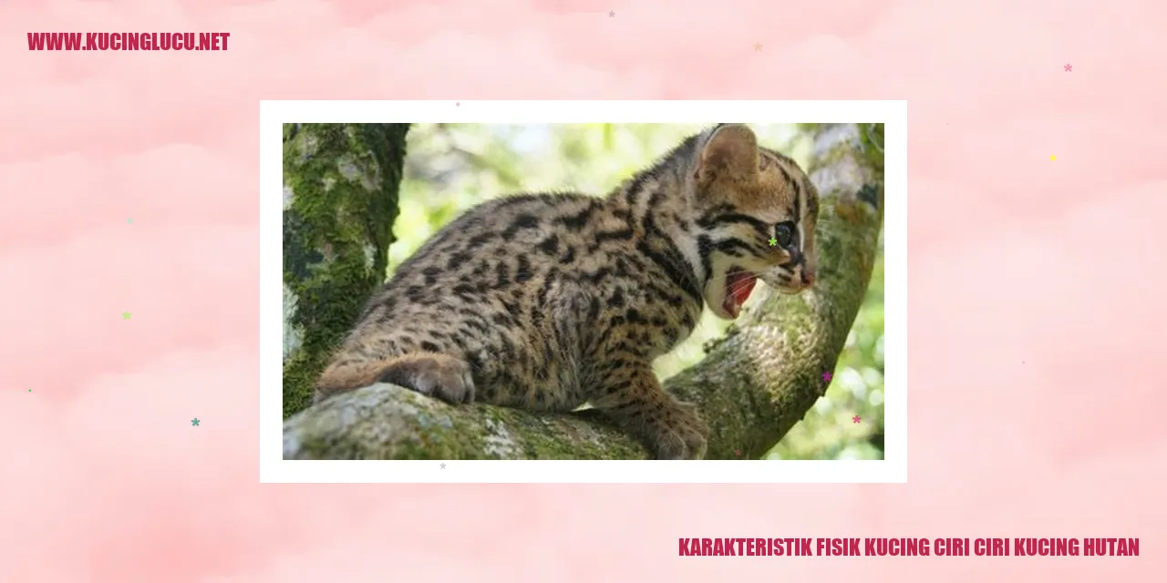 Kucing Hutan