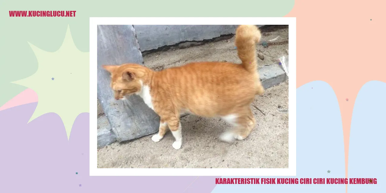 Karakteristik Fisik Kucing: Ciri-Ciri Kucing Kembung