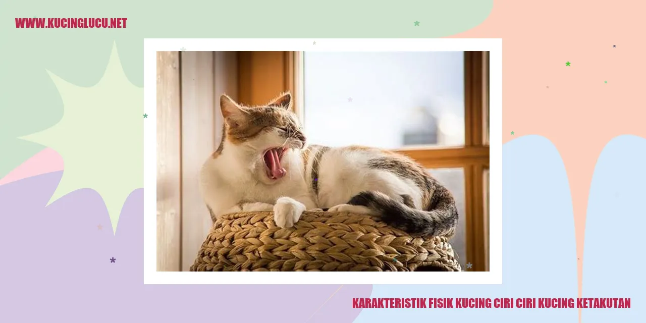 Gambar Kucing Ketakutan