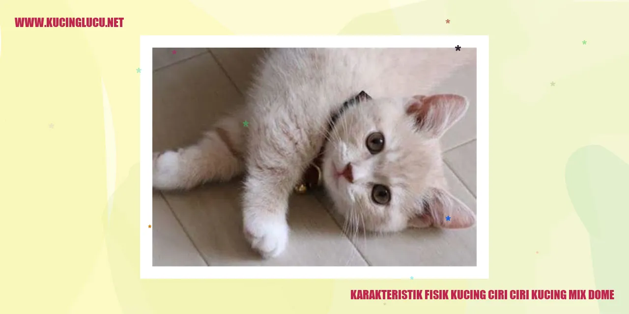 Karakteristik Fisik Kucing Mix Dome