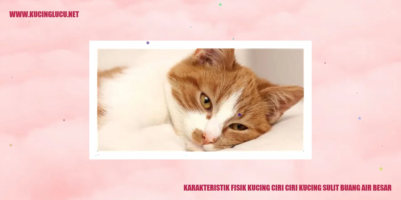 Ciri-ciri Kucing Sulit Buang Air Besar