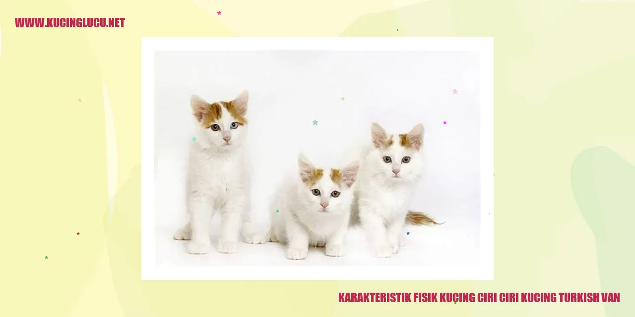 karakteristik fisik kucing turkish van