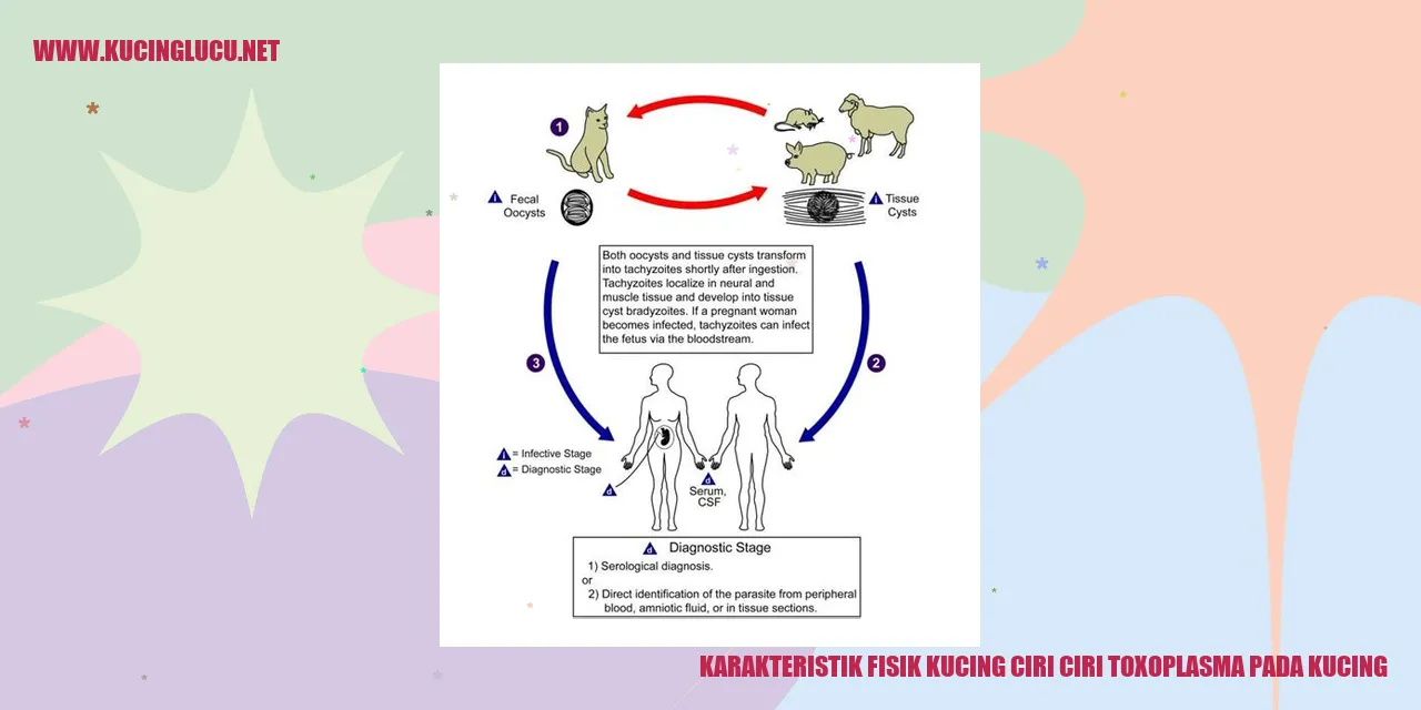 Karakteristik Fisik Kucing dan Ciri-ciri Toxoplasma Pada Kucing