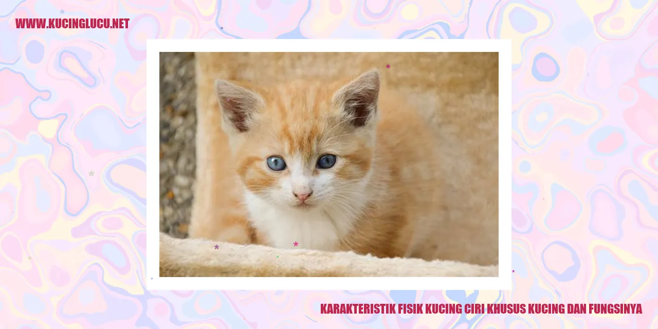Gambar Kucing