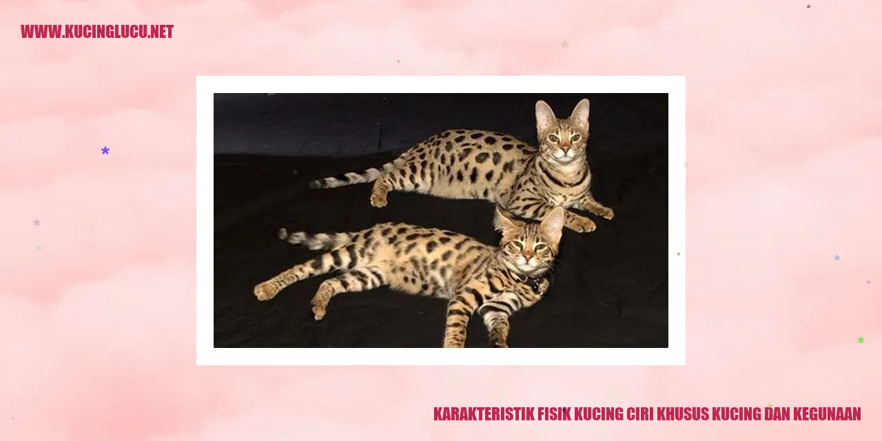 Gambar Kucing