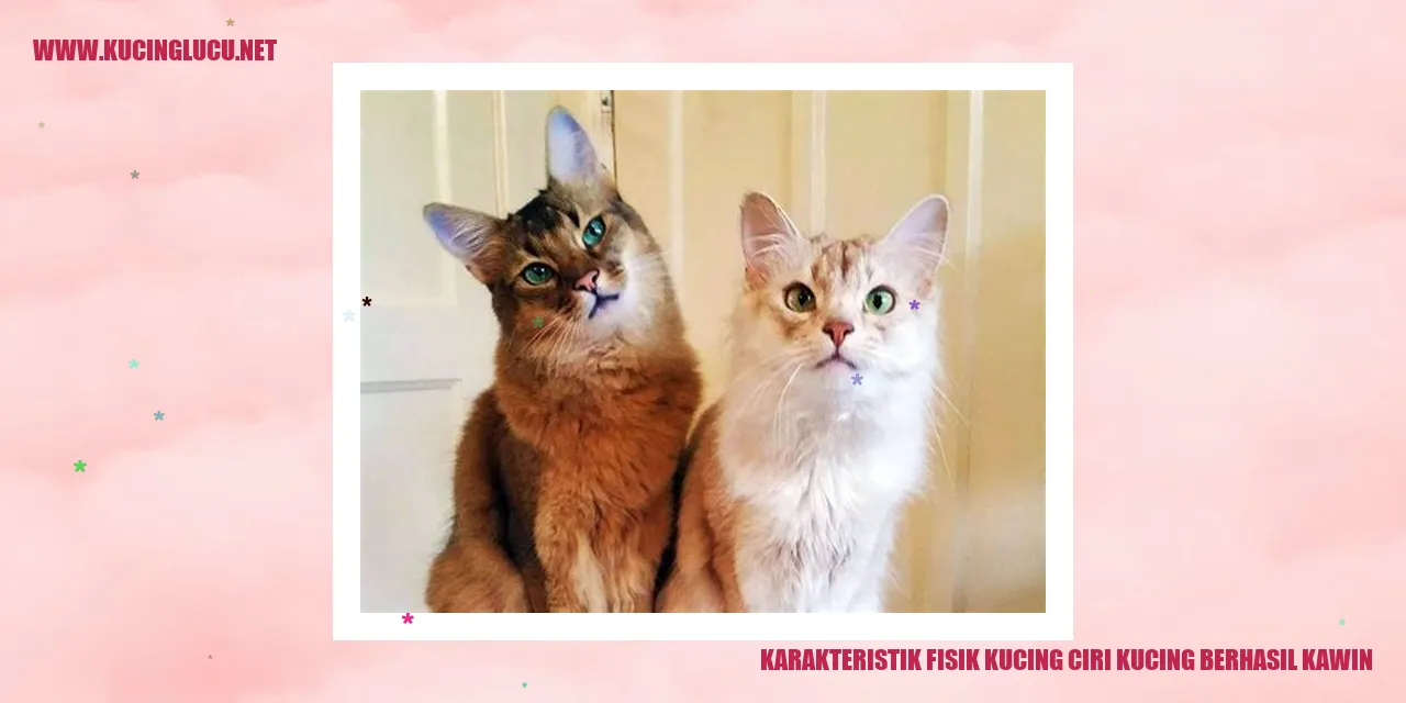 gambar kucing berkembang biak