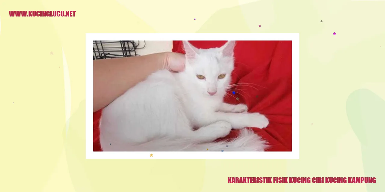 Karakteristik Fisik Kucing ciri kucing kampung