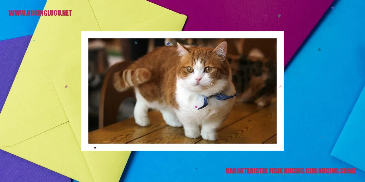 Karakteristik Fisik Kucing ciri kucing sehat