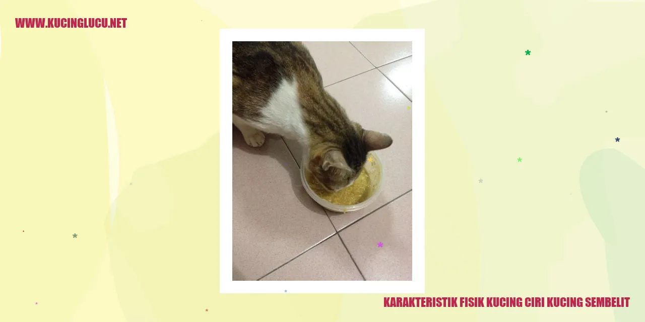 Karakteristik Fisik Kucing ciri kucing sembelit