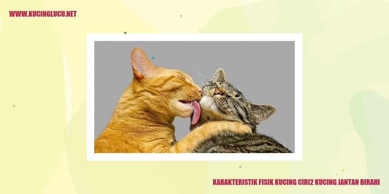 Karakteristik Fisik Kucing ciri2 kucing jantan birahi