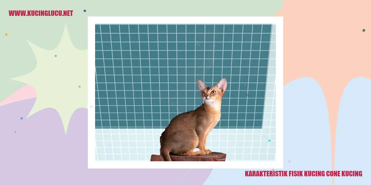Gambar Kucing Cone
