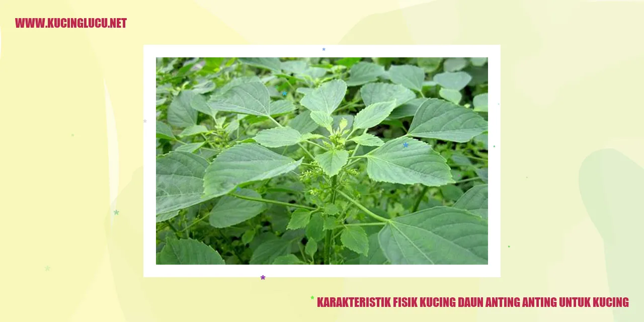 Karakteristik Fisik Kucing Daun Anting Anting untuk Kucing